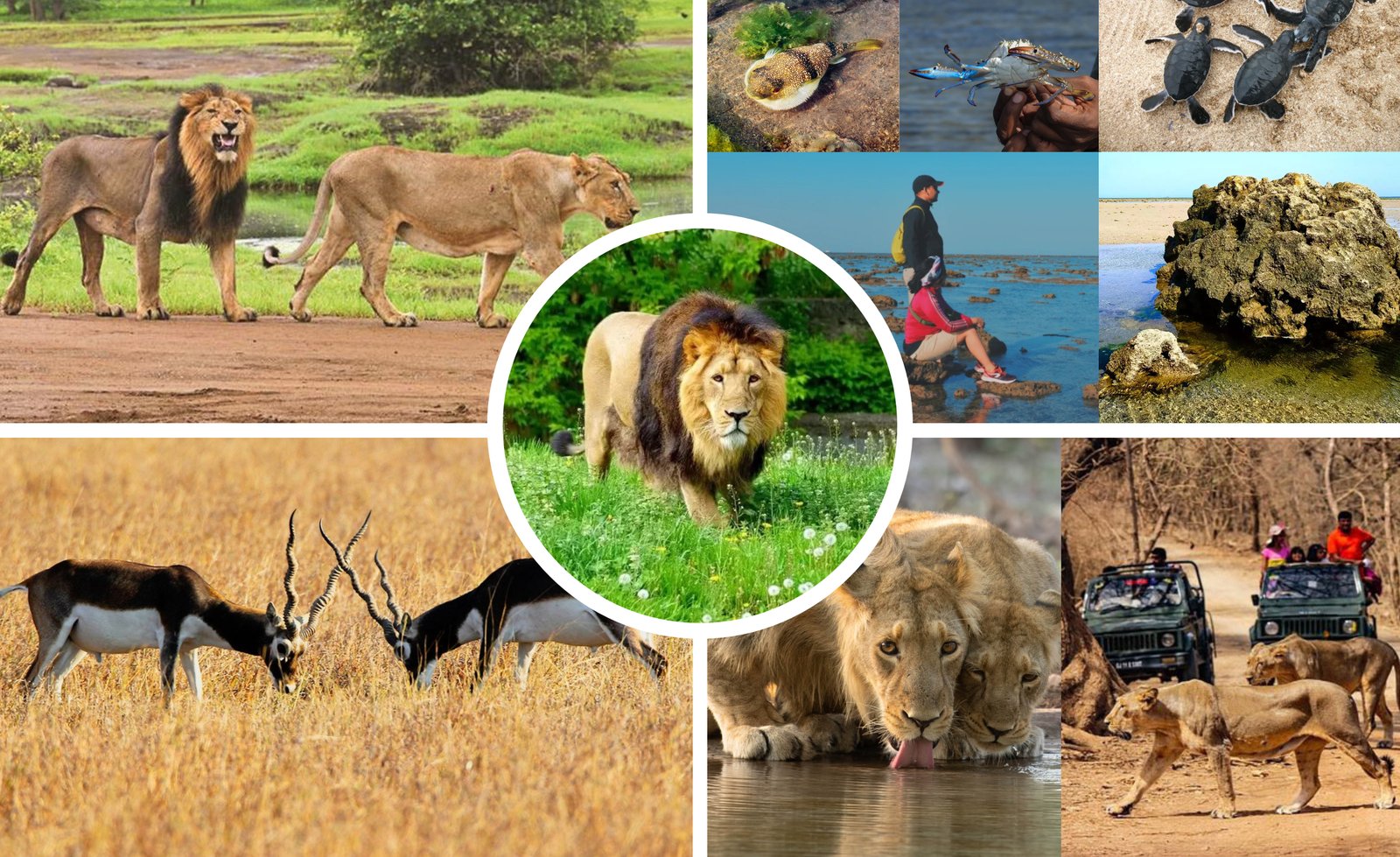 Wildlife Safari Tour